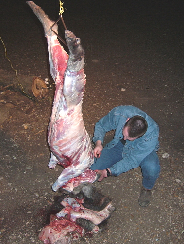 hog2.jpg
