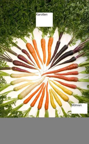 455_Carrots_of_many_colors_1_1.jpg