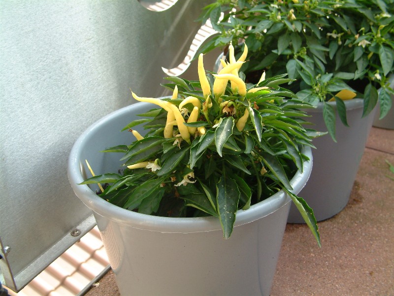 DSCF0111.JPG