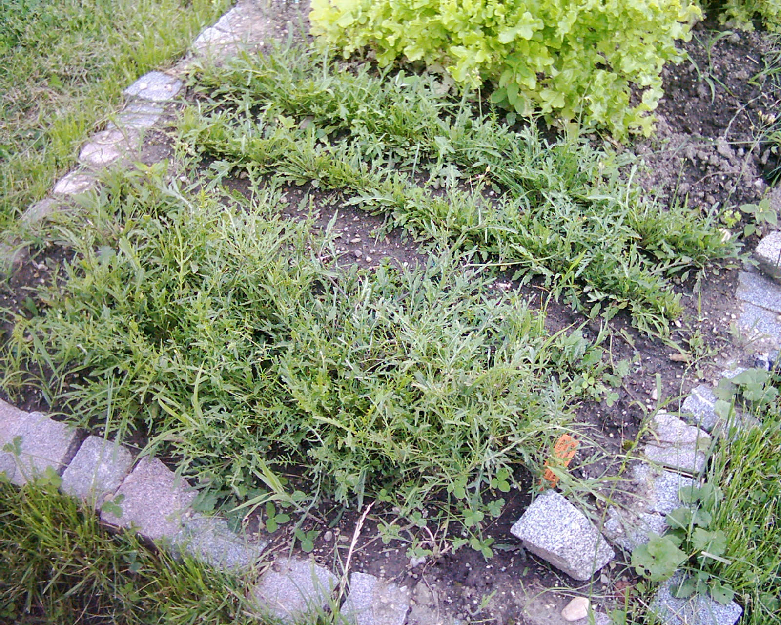 rucola.jpg